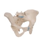 Becken-Modell, weiblich, 3-tlg - 3B Smart Anatomy