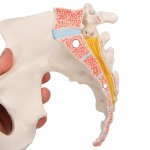 Pelvis Skeleton Model, Female, 3 part - 3B Smart Anatomy