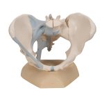 Becken-Modell, weiblich mit B&auml;ndern, 3-tlg - 3B Smart Anatomy