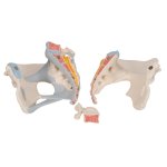 Pelvis Skeleton Model with Ligaments, Female, 3 part - 3B Smart Anatomy