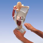 Functional Larynx Model, 4 times life-size