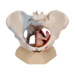 Pelvis Skeleton Model with Ligaments, Muscles &...
