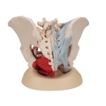 Becken-Modell, weiblich mit B&auml;ndern, Beckenboden Medianschnitt &amp; Organe, 4-tlg - 3B Smart Anatomy
