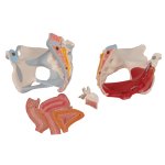 Becken-Modell, weiblich mit Bändern, Beckenboden Medianschnitt & Organe, 4-tlg - 3B Smart Anatomy