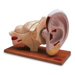 Ear Model, 5 times life-size, 8 part
