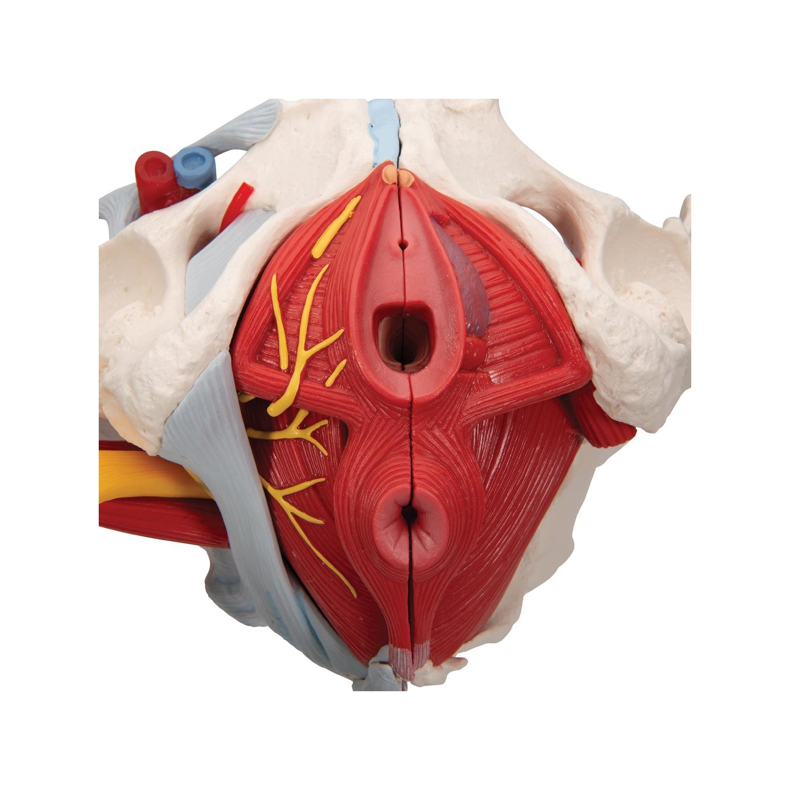 Female Pelvis With Ligaments Vessels Nerves Pelvic Floor Organs 6