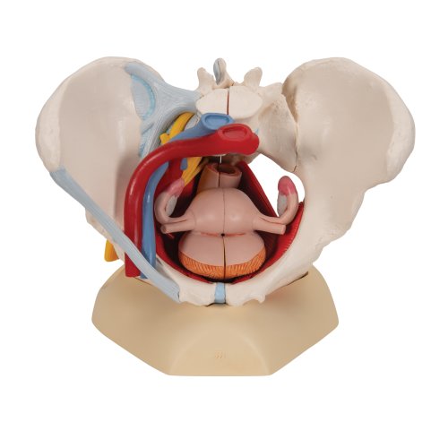Becken-Modell, weiblich mit Bändern, Gefäßen, Nerven, Beckenboden & Organen, 6-tlg - 3B Smart Anatomy