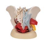 Pelvis Skeleton Model with Ligaments, Vessels, Nerves, Pelvic Floor Muscles & Organs, Female, 6 part - 3B Smart Anatomy