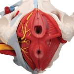 Becken-Modell, weiblich mit B&auml;ndern, Gef&auml;&szlig;en, Nerven, Beckenboden &amp; Organen, 6-tlg - 3B Smart Anatomy