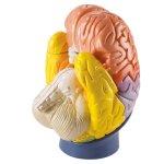 Gehirnregionen-Modell, 4-teilig