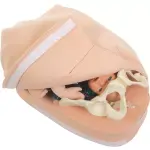 Modellset abdominale Palpation