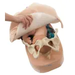 Modellset abdominale Palpation