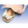 Modellset abdominale Palpation
