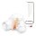 Transparent Male Catheter Model
