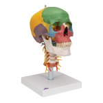 Skull Model on Cervical Spine, Didactic, 4 part - 3B Smart Anatomy