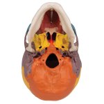Sch&auml;del-Modell auf Halswirbels&auml;ule, didaktisch, 4-tlg - 3B Smart Anatomy