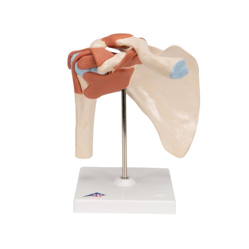 Schultergelenk-Modell, funktional mit Bänder - 3B Smart Anatomy