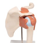 Shoulder Joint Functional Model, Physiological Movable - 3B Smart Anatomy