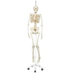 Skeleton Model Frank, Functional &amp; Physiological on Hanging Stand - 3B Smart Anatomy