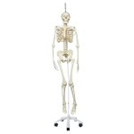 Skelett-Modell &quot;Feldi&quot;, funktionell h&auml;ngend - 3B Smart Anatomy