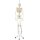 Skeleton Model Frank, Functional &amp; Physiological on Hanging Stand - 3B Smart Anatomy
