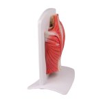 Back muscle model, 4 parts
