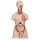 Torso Model, Dual Sex with Opened Back, 28 part - 3B Smart Anatomy