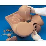 ZOE Postpartaler Uterus