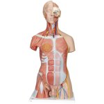 Muskel-Torso-Modell zweigeschlechtig, 31-tlg - 3B Smart Anatomy