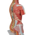 Muscle Torso Model, Dual Sex, 31 part - 3B Smart Anatomy