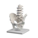 Lumbar spine model with pelvis