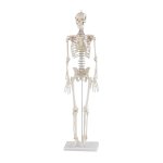 Miniature skeleton model "Patrick"