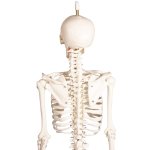 Miniature skeleton model &quot;Paul&quot;, with movable spine