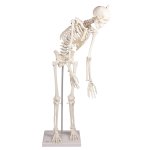 Miniature skeleton model "Paul", with movable spine