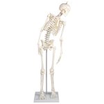 Miniature skeleton model &quot;Paul&quot;, with movable spine