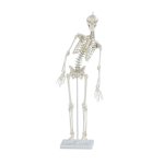 Miniature skeleton model "Paul", with movable spine