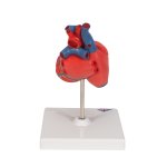 Herz-Modell, 2-tlg - 3B Smart Anatomy