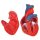 Heart Model, 2 part - 3B Smart Anatomy