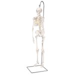 Mini Skeleton Model Shorty, 1/2 Size on Hanging Stand - 3B Smart Anatomy