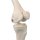 Mini Skeleton Model Shorty, 1/2 Size on Hanging Stand - 3B Smart Anatomy