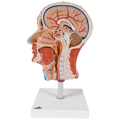Half Head Model with Neck, Muscles, Blodd Vessels & Nerve Branches - 3B Smart Anatomy