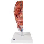 Half Head Model with Neck, Muscles, Blodd Vessels &amp; Nerve Branches - 3B Smart Anatomy