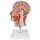 Half Head Model with Neck, Muscles, Blodd Vessels &amp; Nerve Branches - 3B Smart Anatomy