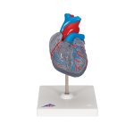 Heart Model with Conducting System, 2 part - 3B Smart...