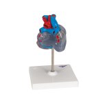 Heart Model with Conducting System, 2 part - 3B Smart Anatomy
