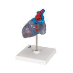 Herz-Modell mit Reizleitungssystem, 2 tlg - 3B Smart Anatomy