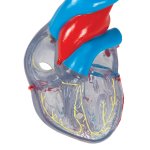 Herz-Modell mit Reizleitungssystem, 2 tlg - 3B Smart Anatomy