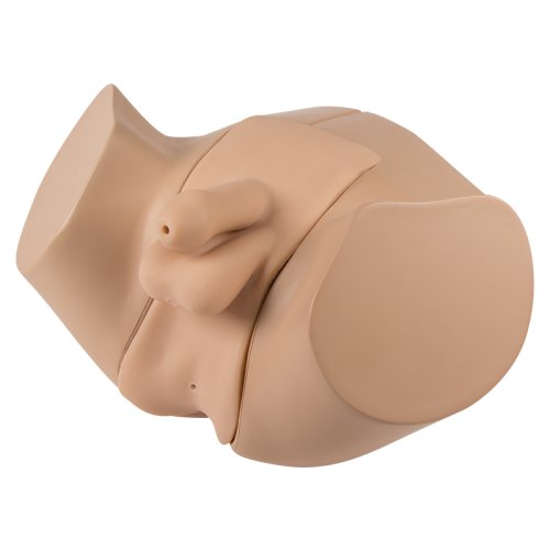 Male catheterisation and enema simulator