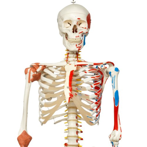 Skelett-Modell "Sam", flexibel mit Muskelbemahlung & Gelenkbänder, hängend - 3B Smart Anatomy