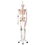 Skelett-Modell "Sam", flexibel mit Muskelbemahlung & Gelenkbänder, hängend - 3B Smart Anatomy